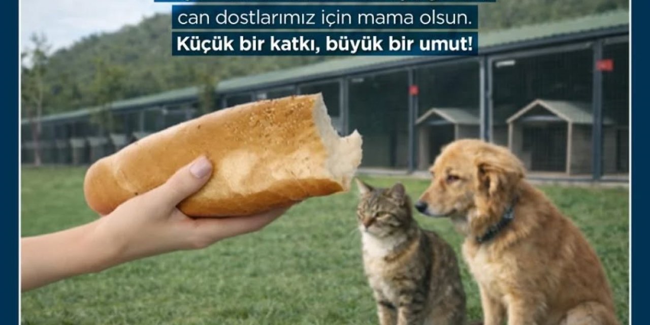 Germencik’te bayat ekmekler can dostlara mama oluyor