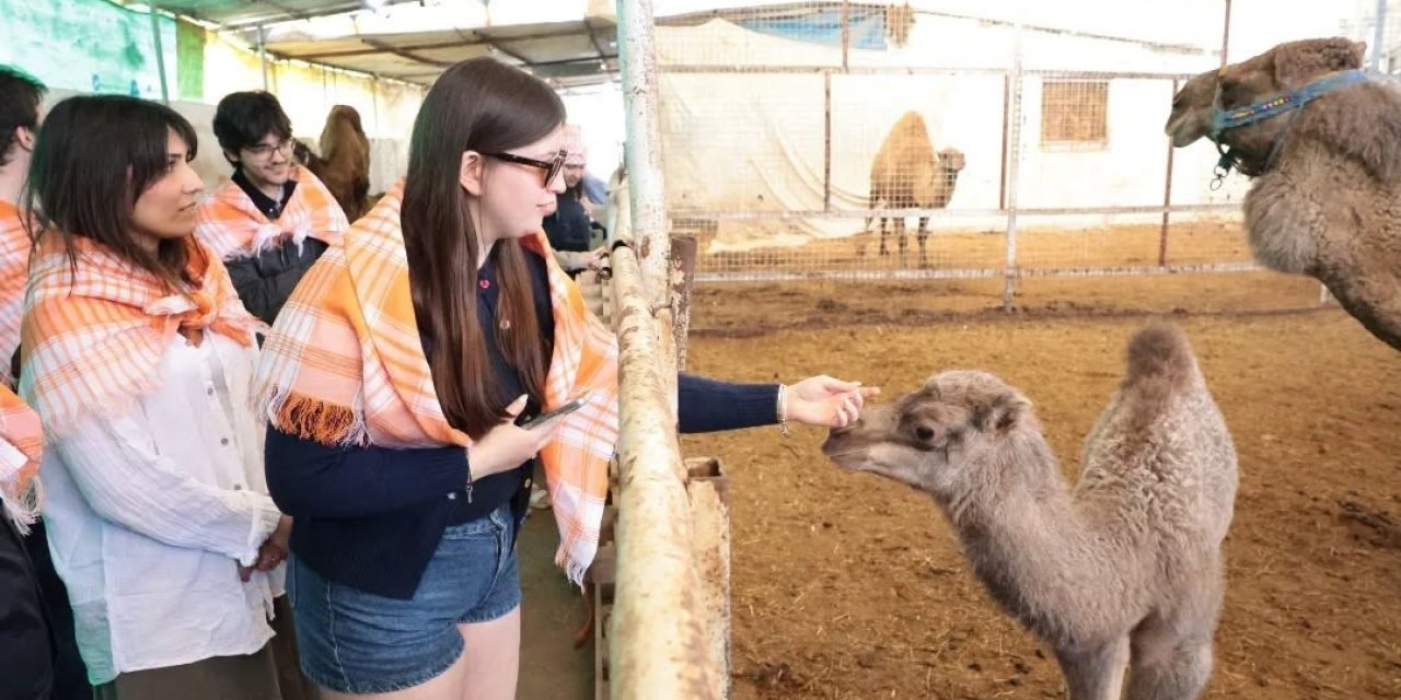 Estonyalı öğrenciler deve çiftliğini gezdi