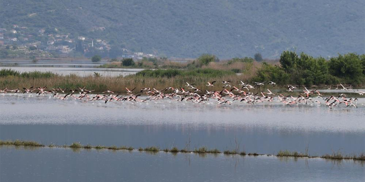 Söke’de görsel şölen: Taşkın  tarlaları ‘allı turnalar’ istilası altında