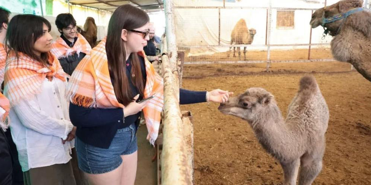 Estonyalı öğrenciler İncirliova’da: Deve sütüne tam not!