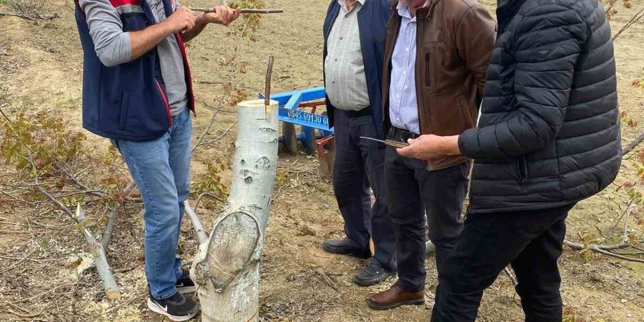 Koçarlı’da üreticilere "Cevizde Aşılama" eğitimi verilecek