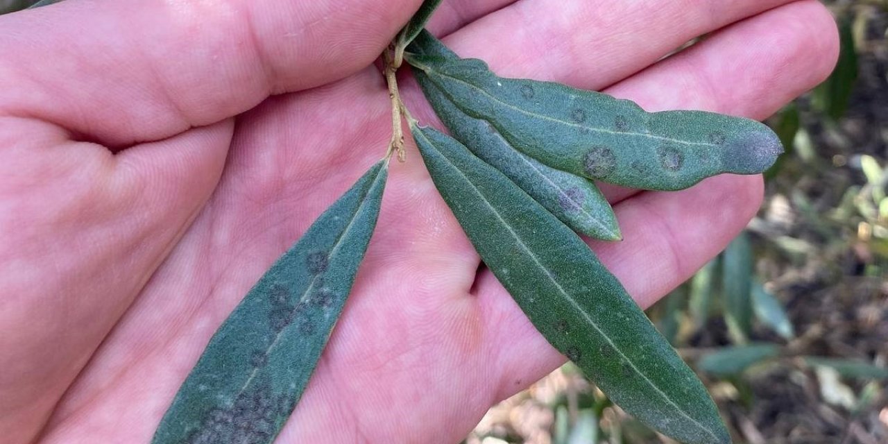 Salihli’de ‘Halkalı leke’ uyarısı