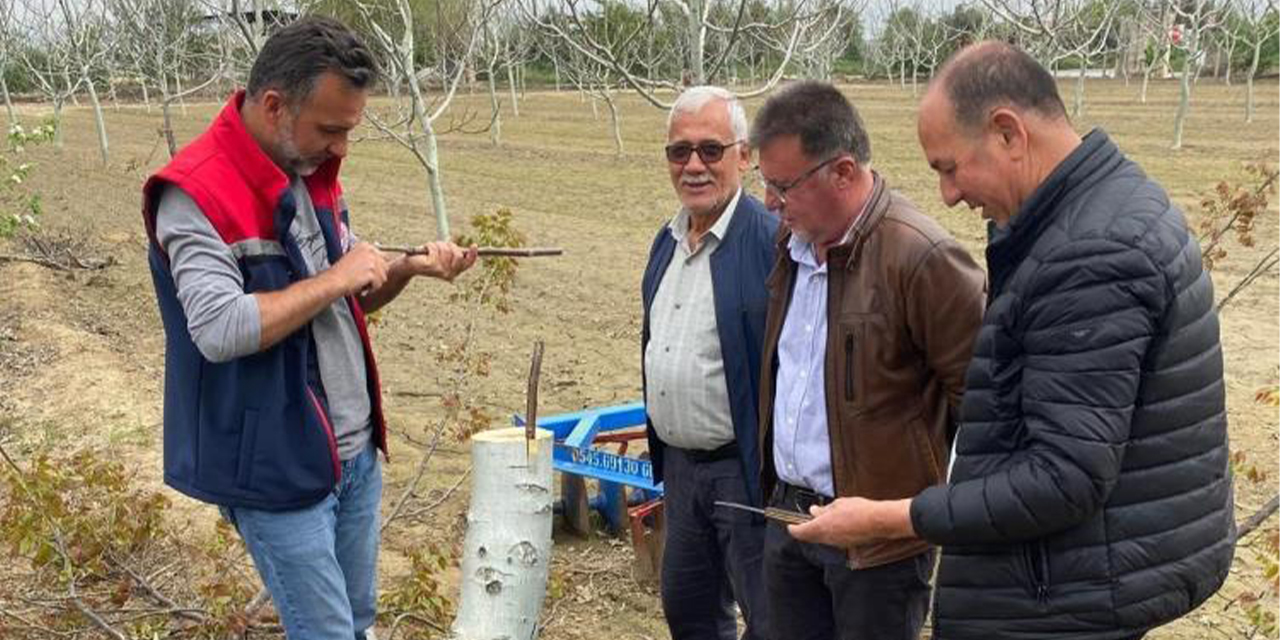 Koçarlı’da üreticilere "Cevizde Aşılama" eğitimi verilecek