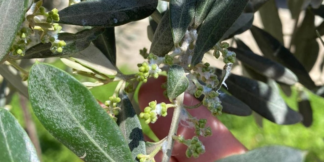 Sarıgöl’de zeytin üreticileri pamuklu bit zararlısına karşı uyarıldı