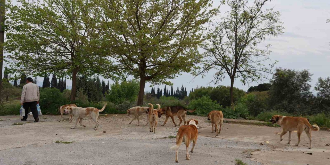 Aydın’da sokak köpeği sorunu devam ediyor