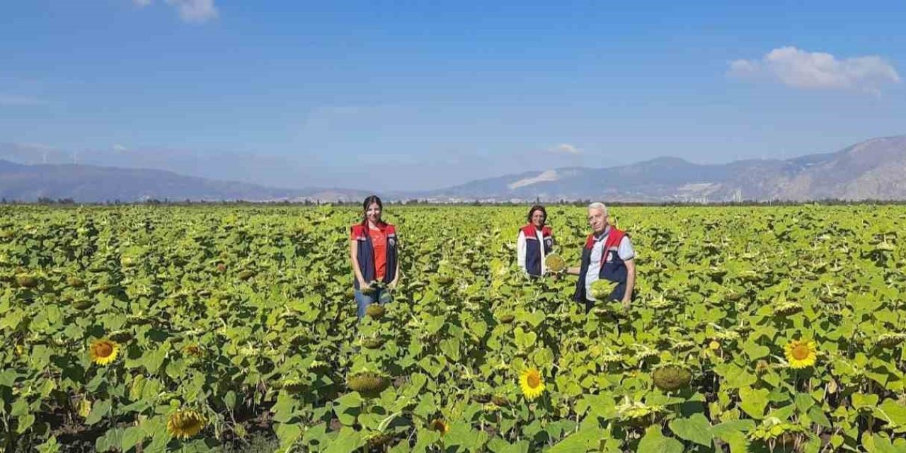 Ayçiçeğinde tohum desteği başladı