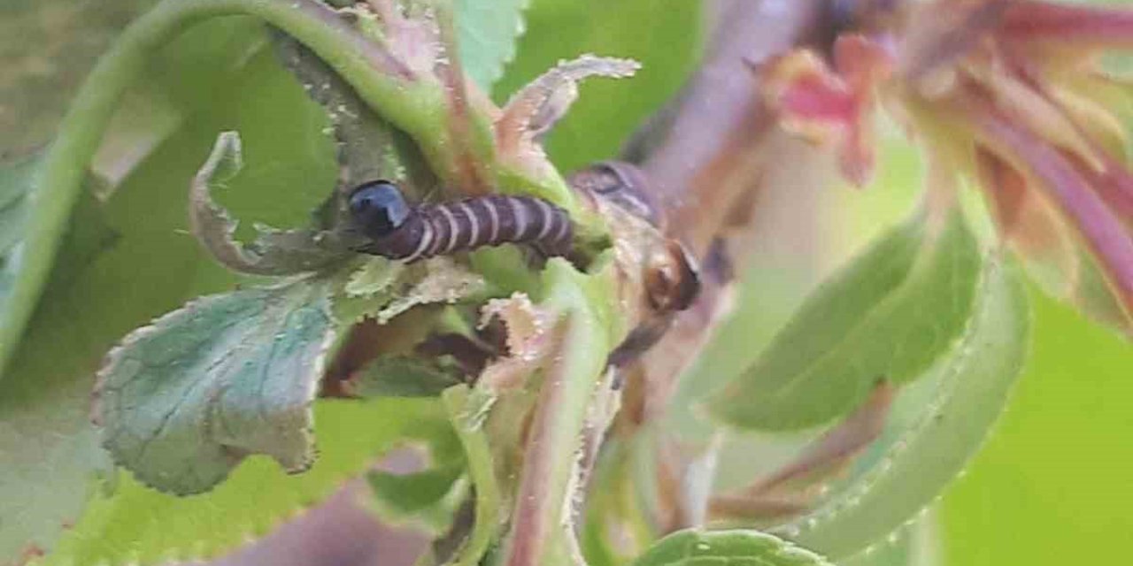 Salihli’de üreticiye kritik uyarı! Meyve ağaçlarında hastalık alarmı