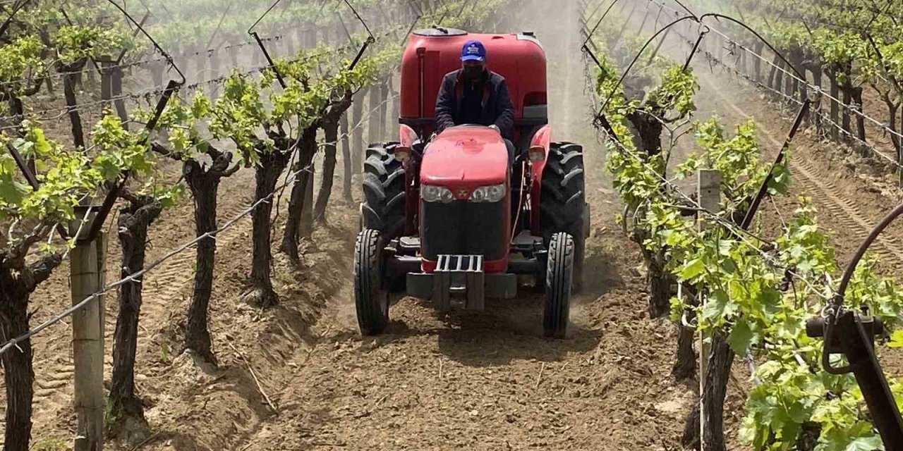 Alaşehir’de "3K Bağcılık" ile kalıntısız üretim başladı
