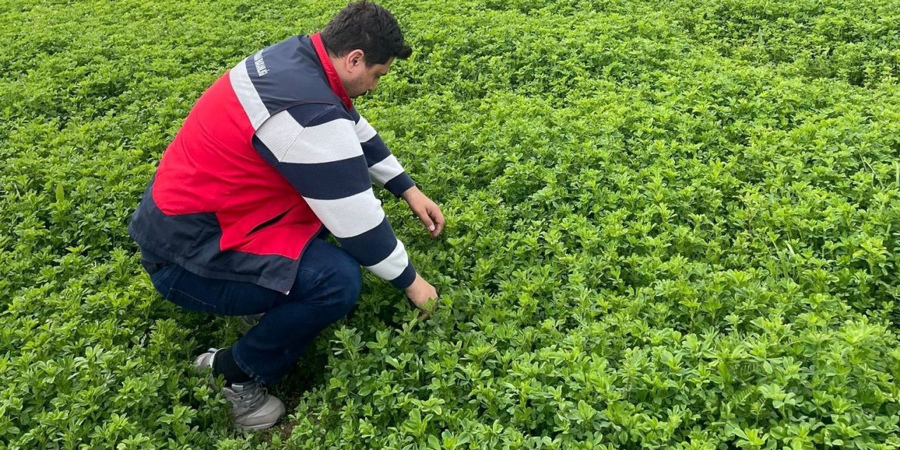 Emet’te yonca üretimine yönelik denetimler devam ediyor