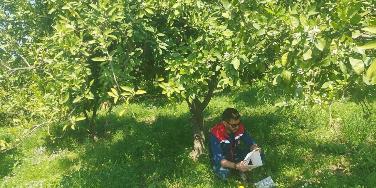 Koçarlı’da Akdeniz meyve sineğine karşı tuzaklı takip sürüyor
