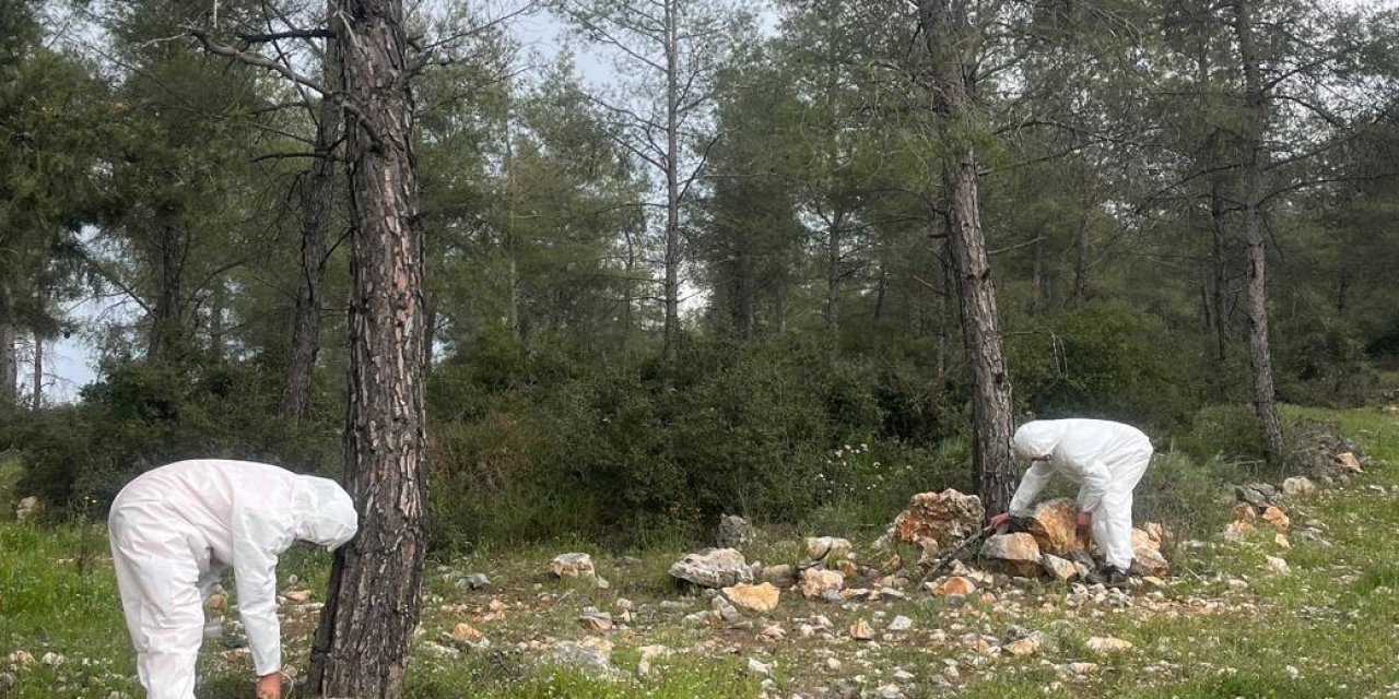 Çamkese böceği ile mücadele devam ediyor