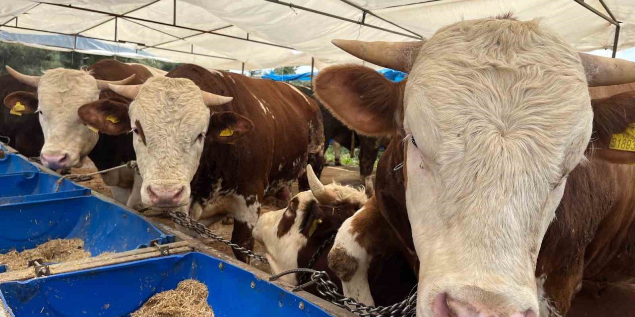 İzmir’de kurban pazarları kurulmaya başladı