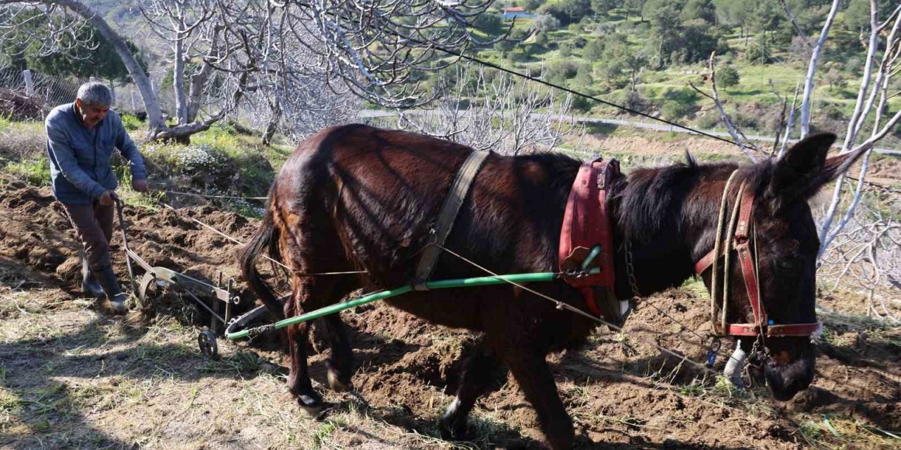 Gençler köyü terk edince iş yaşlılara kaldı