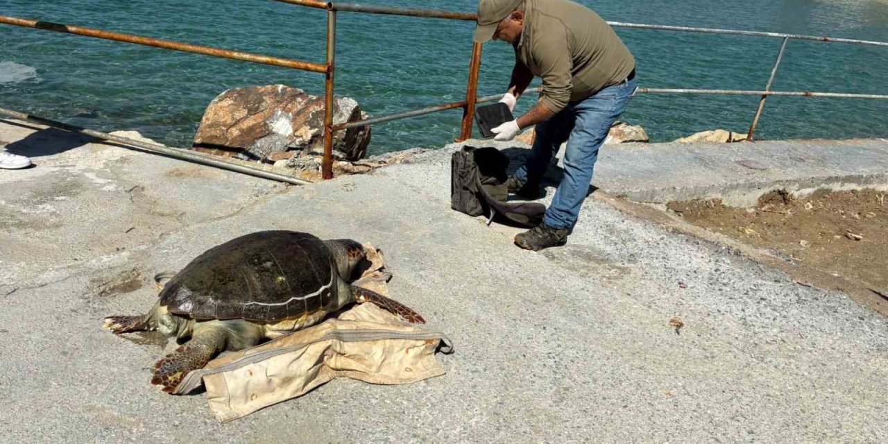 Kuşadası Körfezi’nde ‘deniz kaplumbağası’ alarmı