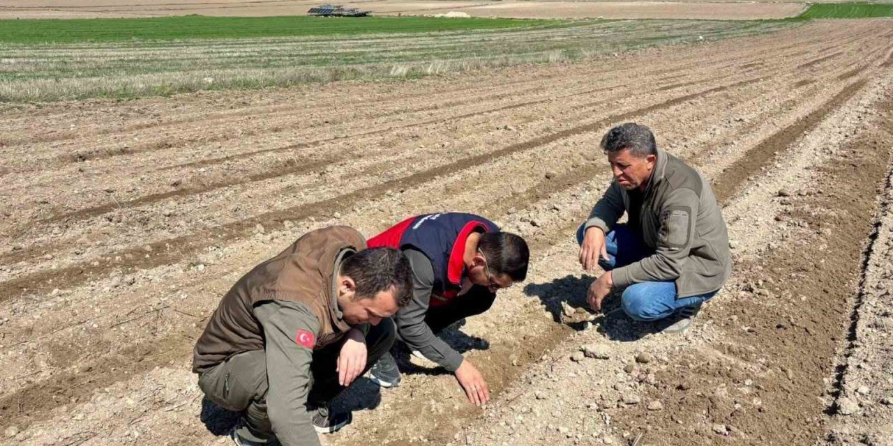 Atıl durumdaki tarım arazilerine ayçiçeği ekimi yapıldı