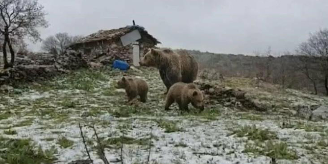 Anne ayı ve yavruları yaylada görüntülendi
