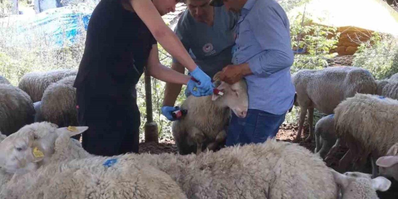 Karpuzlu’da küçükbaş hayvanlar kayıt altına alınıyor