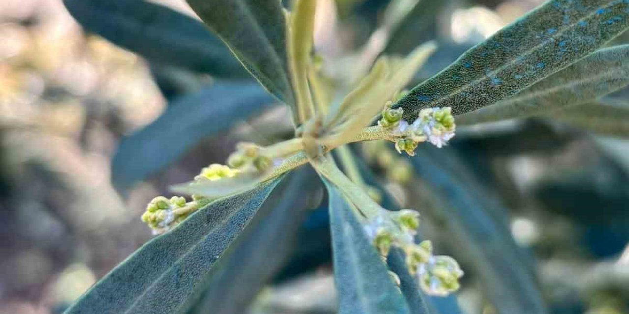 Salihli’de zeytin üreticilerine "Zeytin Pamuklu Biti" uyarısı