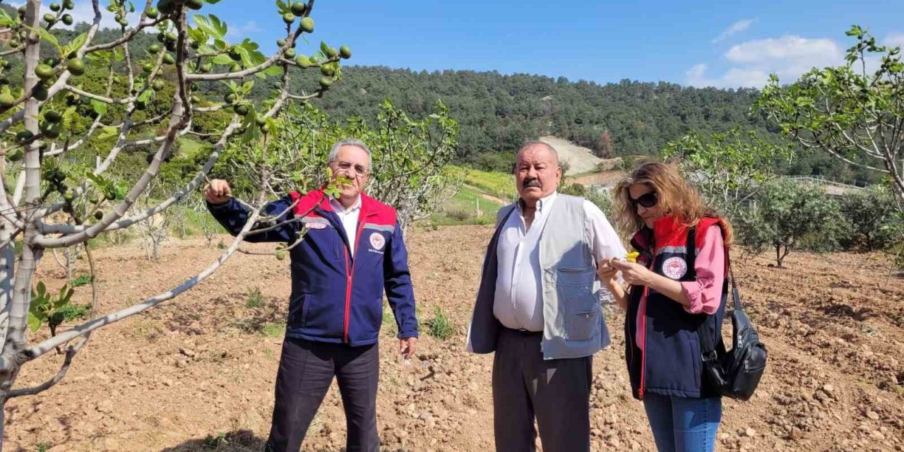 Buharkent’te ilek bahçeleri kontrol edildi