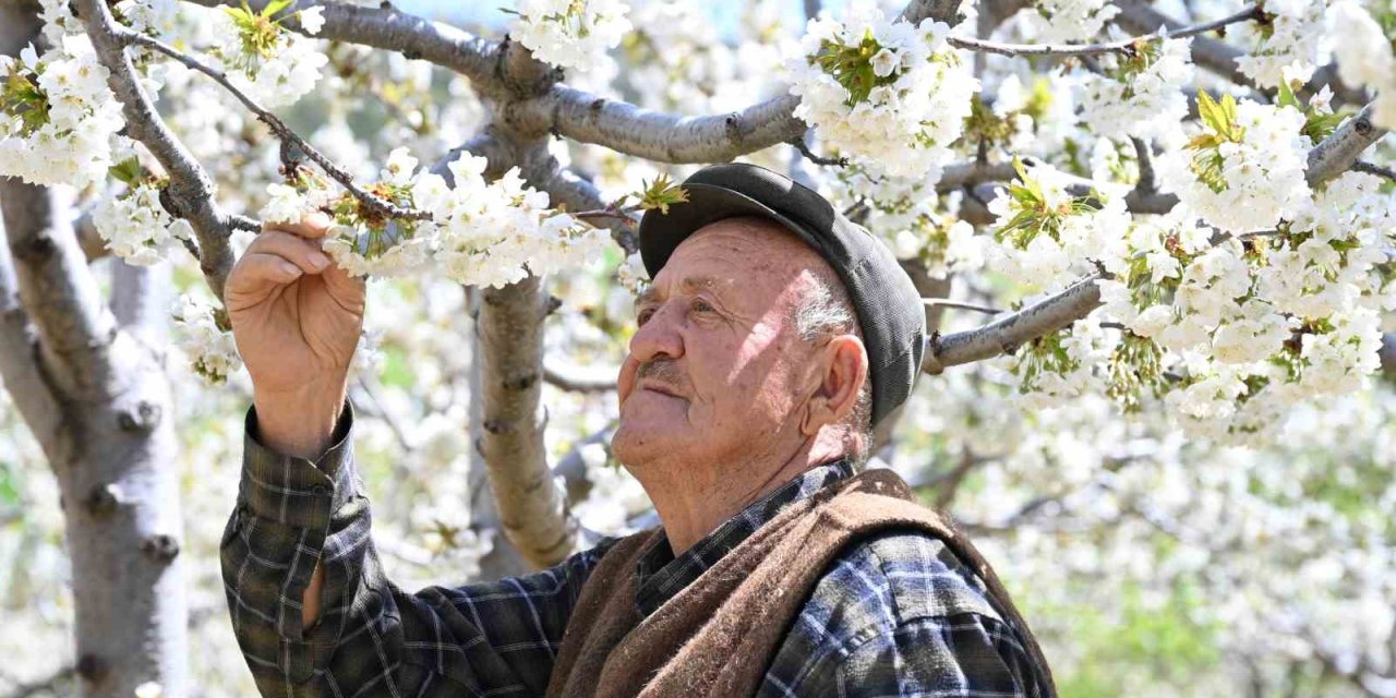 Demirci’de 800 bin kiraz ağacı çiçek açtı