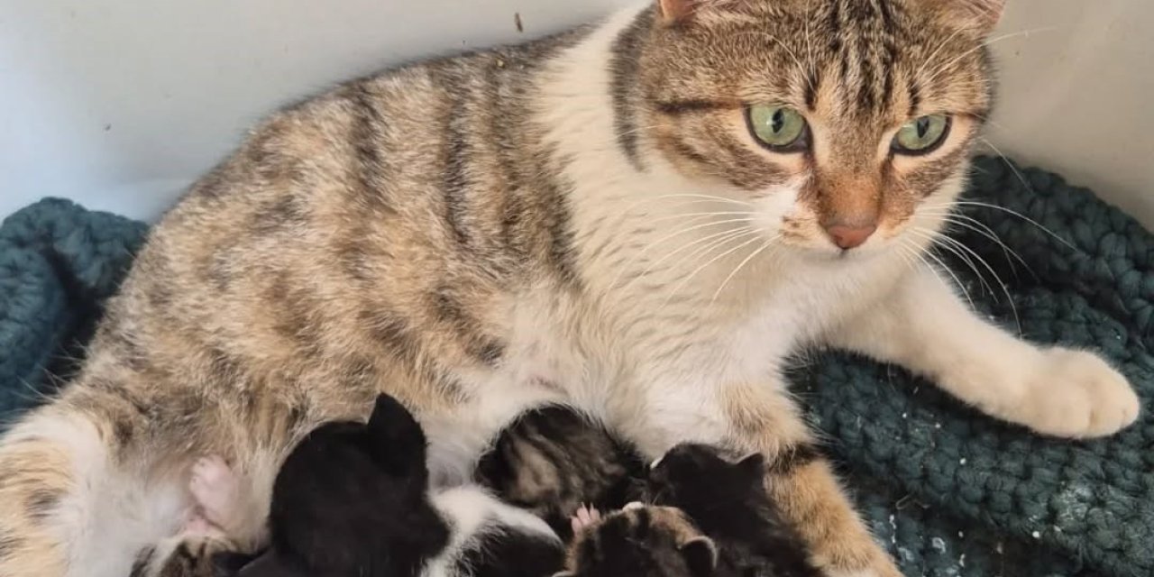 Germencik’te can dostlar yeni yuvalarını arıyor