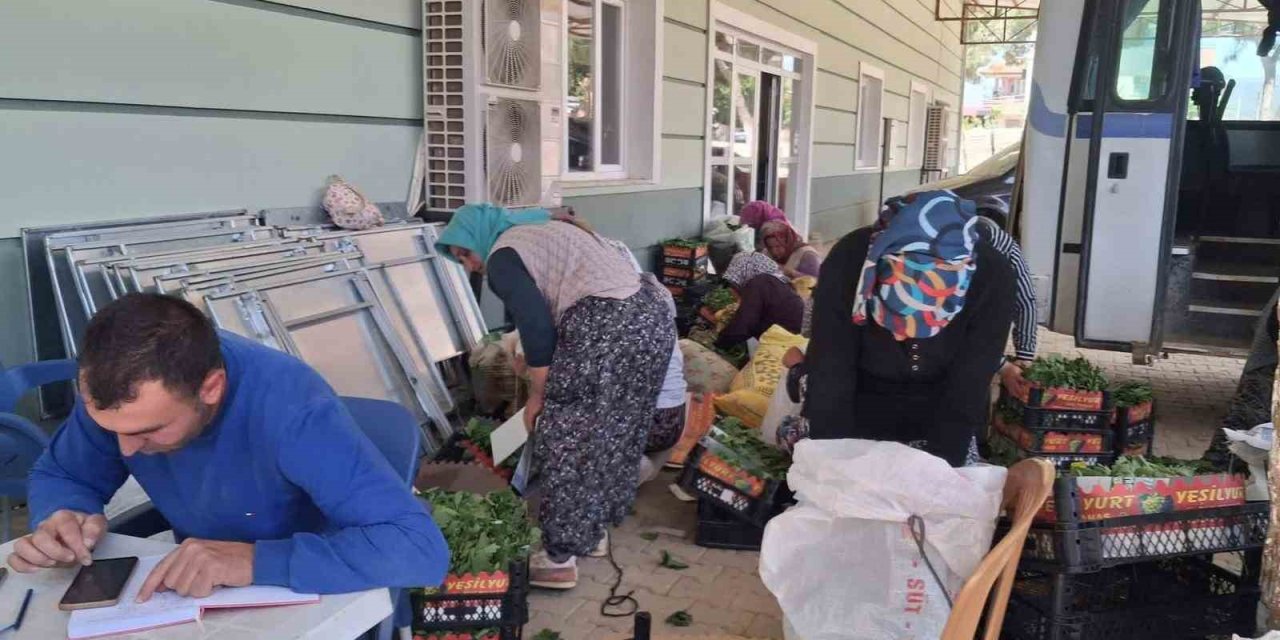 Sarıgöl’de taze bağ yaprağı mesaisi başladı