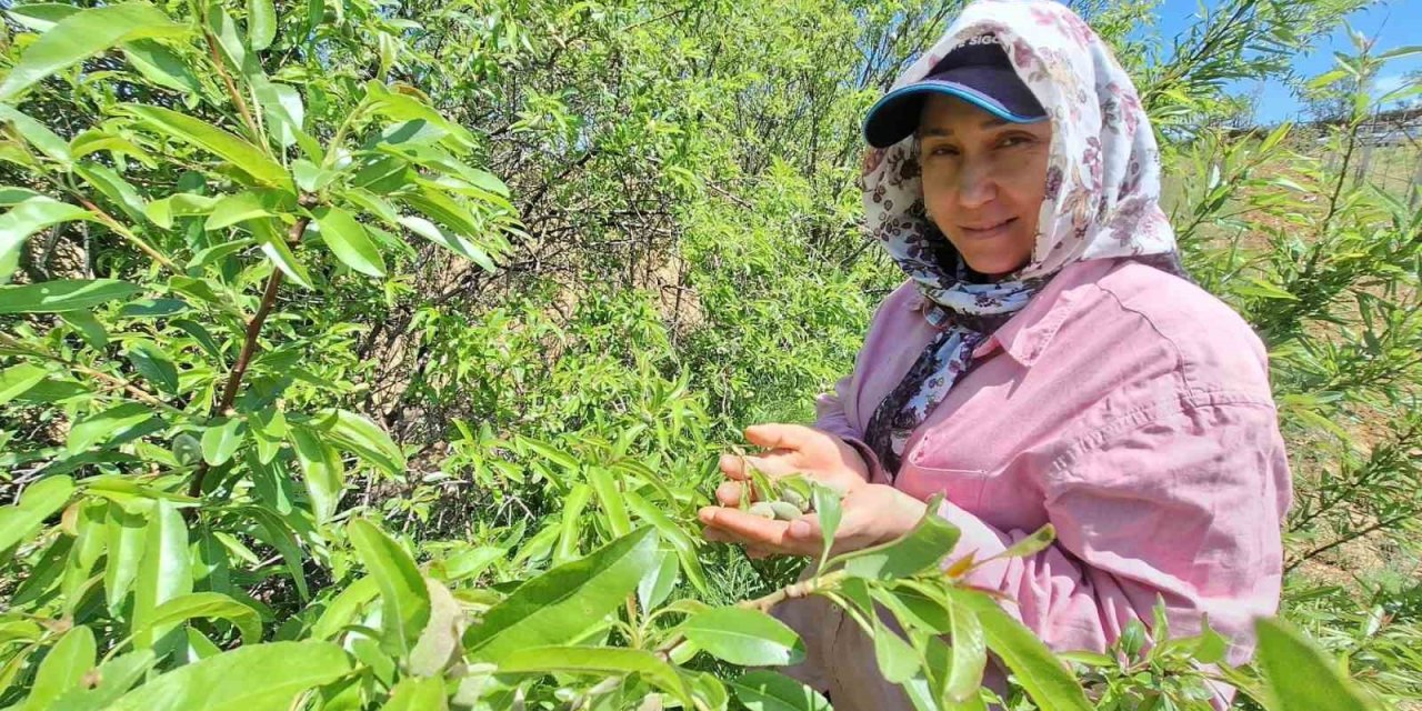 Çağla, üreticisinin yüzünü güldürdü