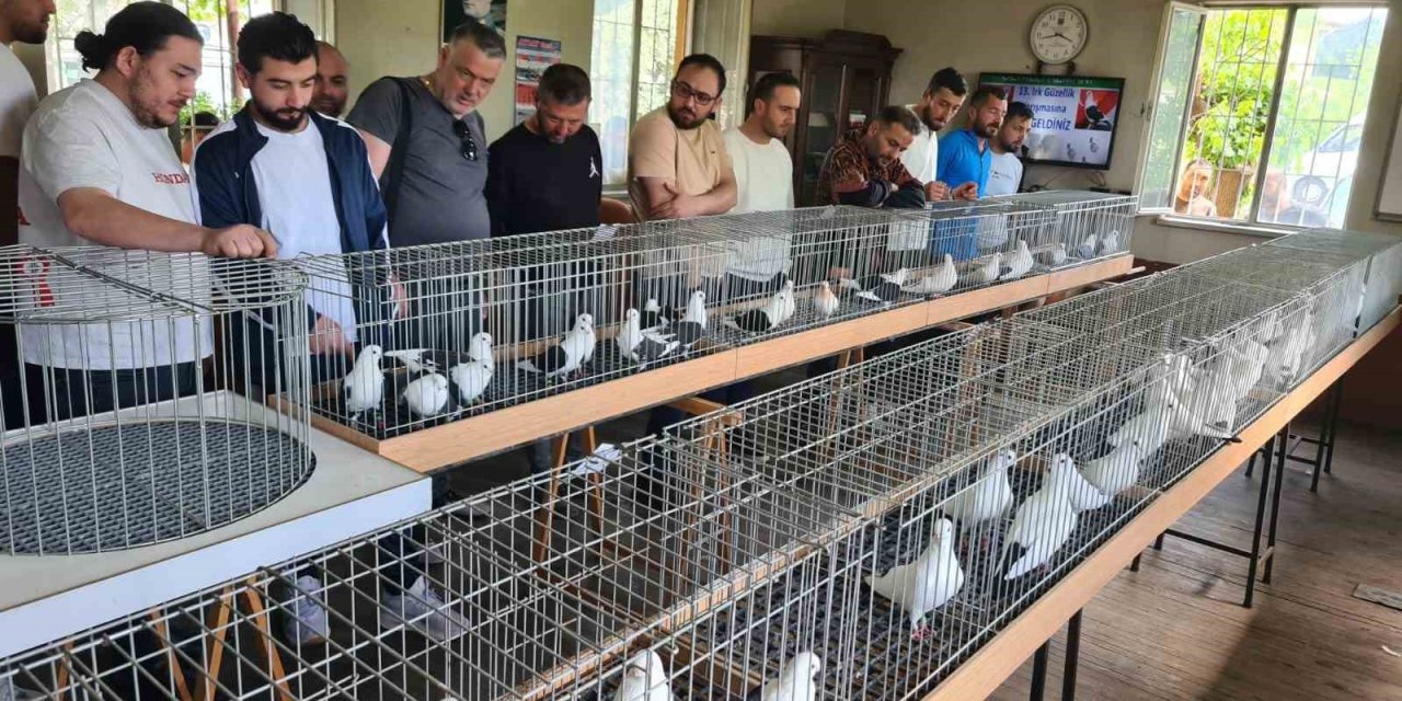 Denizli azman güvercinleri güzellikleriyle mest etti