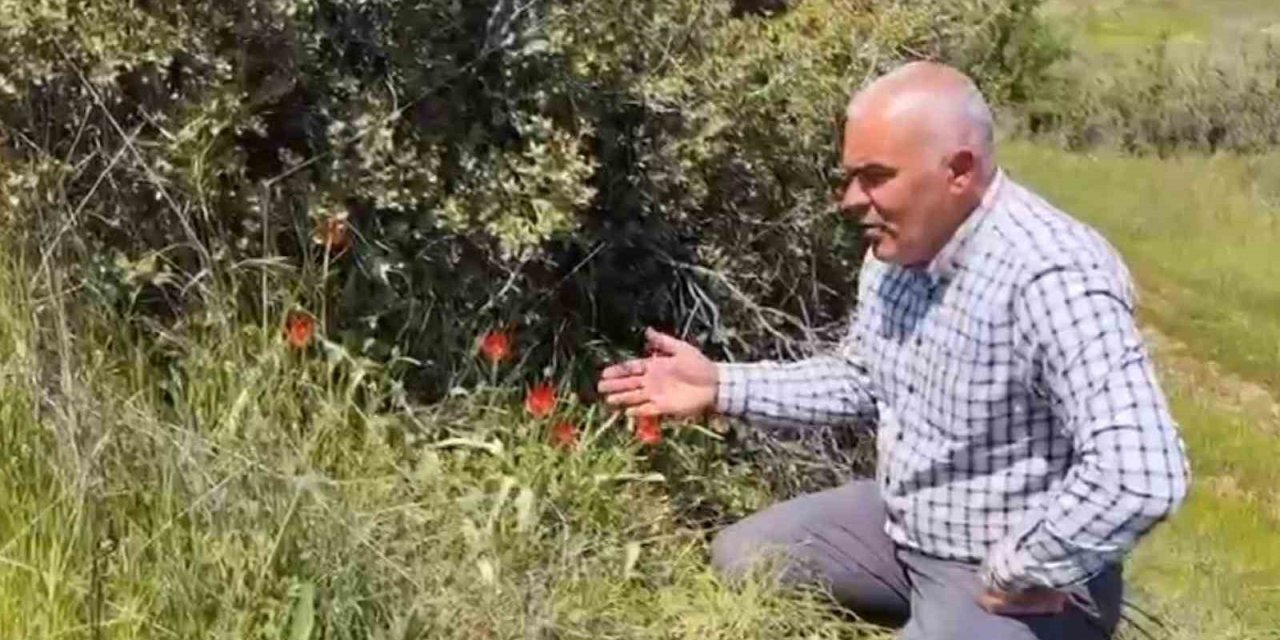 Denizli’de anemon lalesi yetişti