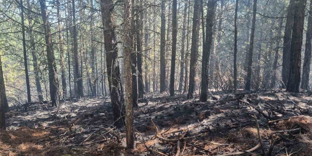 Orman yangını kontrol altına alındı