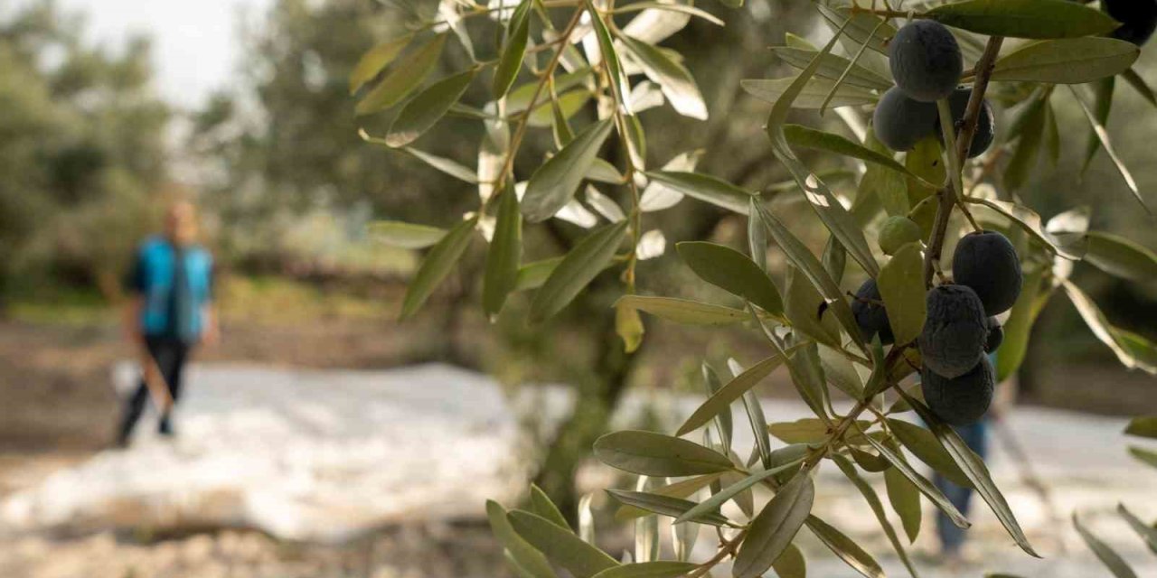 Akhisar’da zeytin için tarihi buluşma