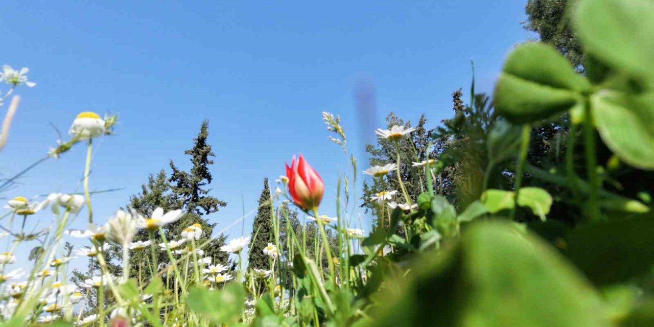 Ömrü 10 gün, koparmanın cezası araba parası