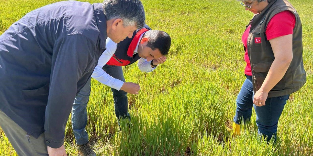 Hububat ta görülen süne ve diğer zararlılara karşı kontroller başladı