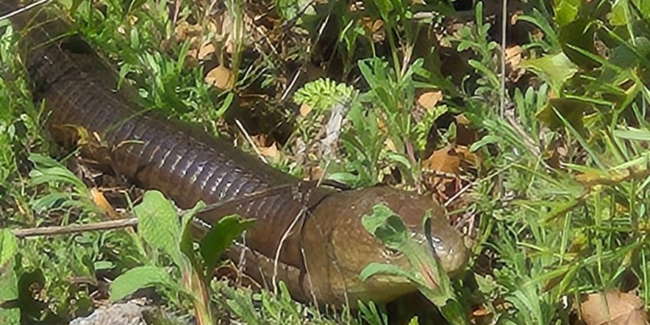 Demir yılan Bozkurt’ta ortaya çıktı