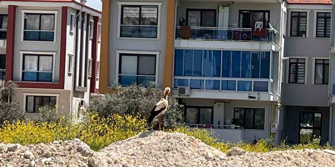 Yatağan’ı leylekler mesken tuttu