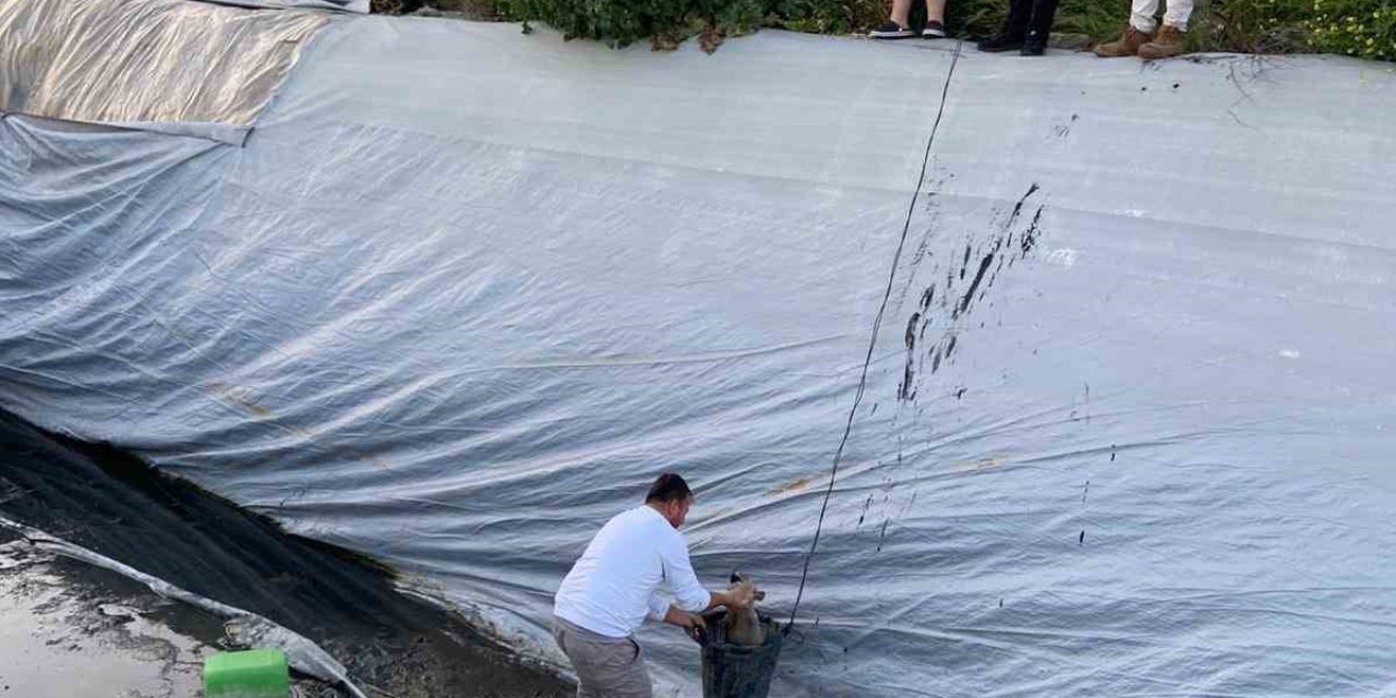 Sulama havuzuna düşen 5 yavru köpeği belediye ekipleri kurtardı