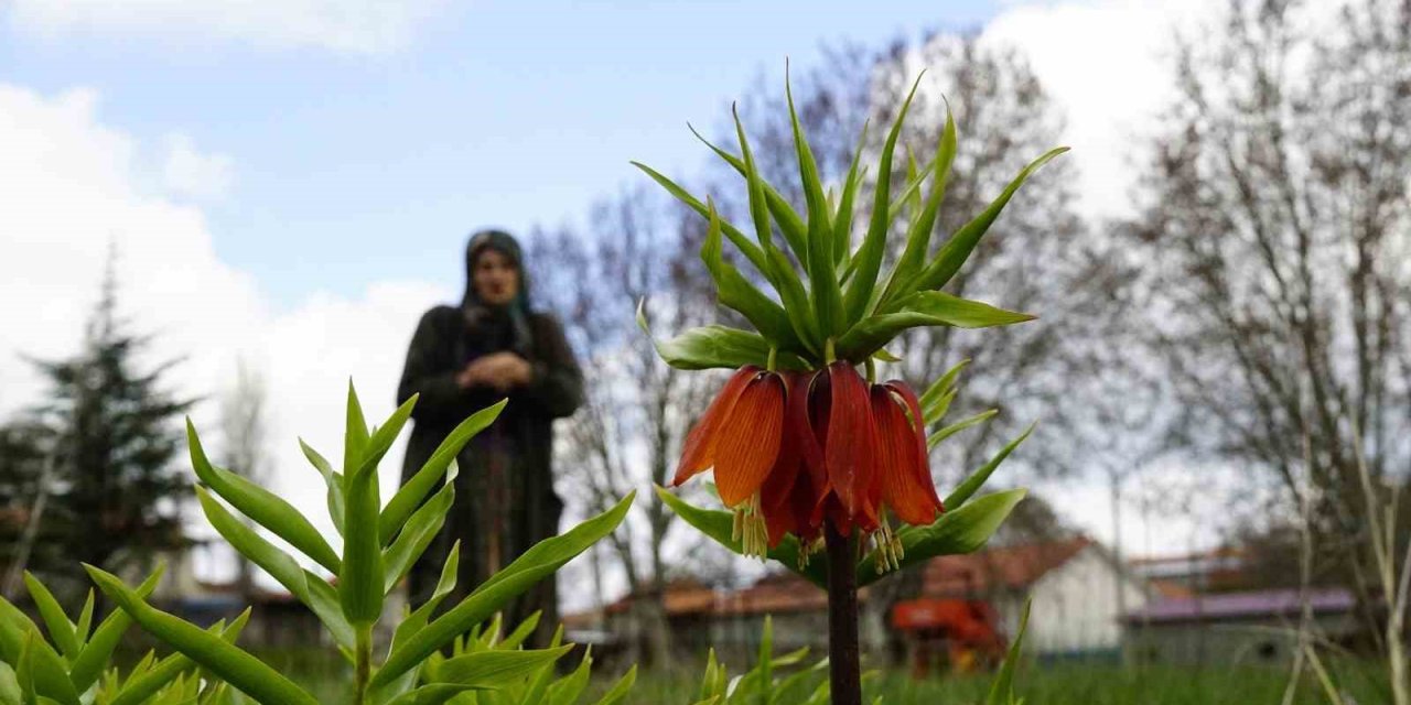 Ağlayan gelinler 5 yıl sonra baharı karşıladı