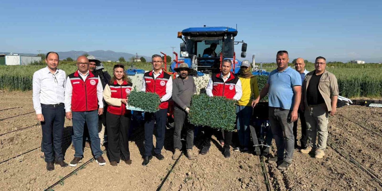 Manisa’da 131 bin dekarlık alanda domates mesaisi