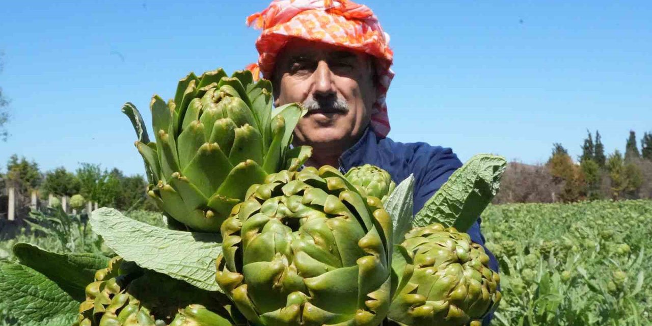 Urla’da sakız enginarının hasat mesaisi sürüyor