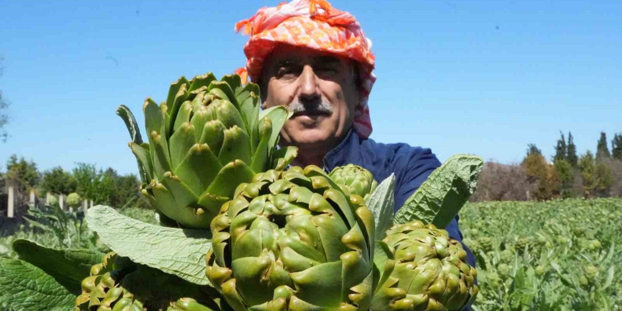 Urla’da sakız enginarının hasat mesaisi sürüyor