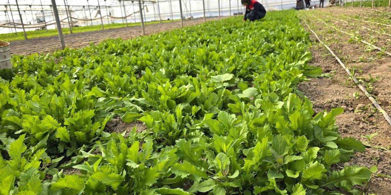 Tere ve roka üretilen seralardan denetim