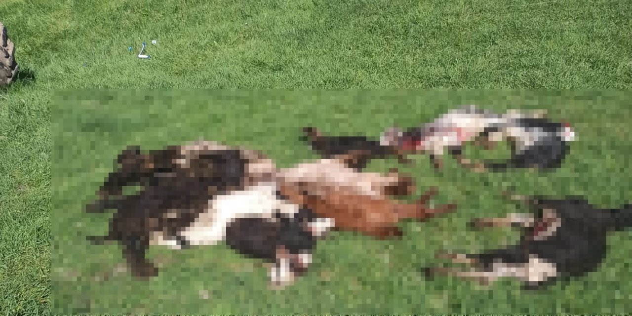 Kütahya’da kurtlar girdikleri ağılda 25 küçükbaş hayvanı telef etti