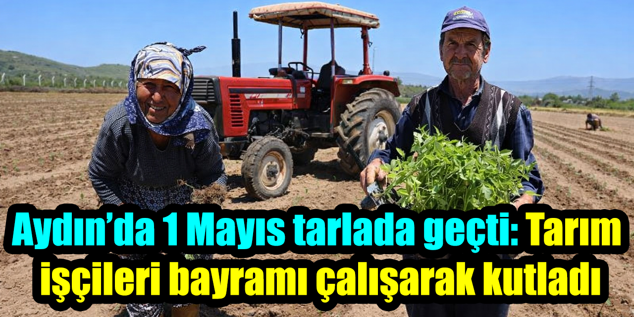 Aydın’da 1 Mayıs tarlada geçti: Tarım işçileri bayramı çalışarak kutladı