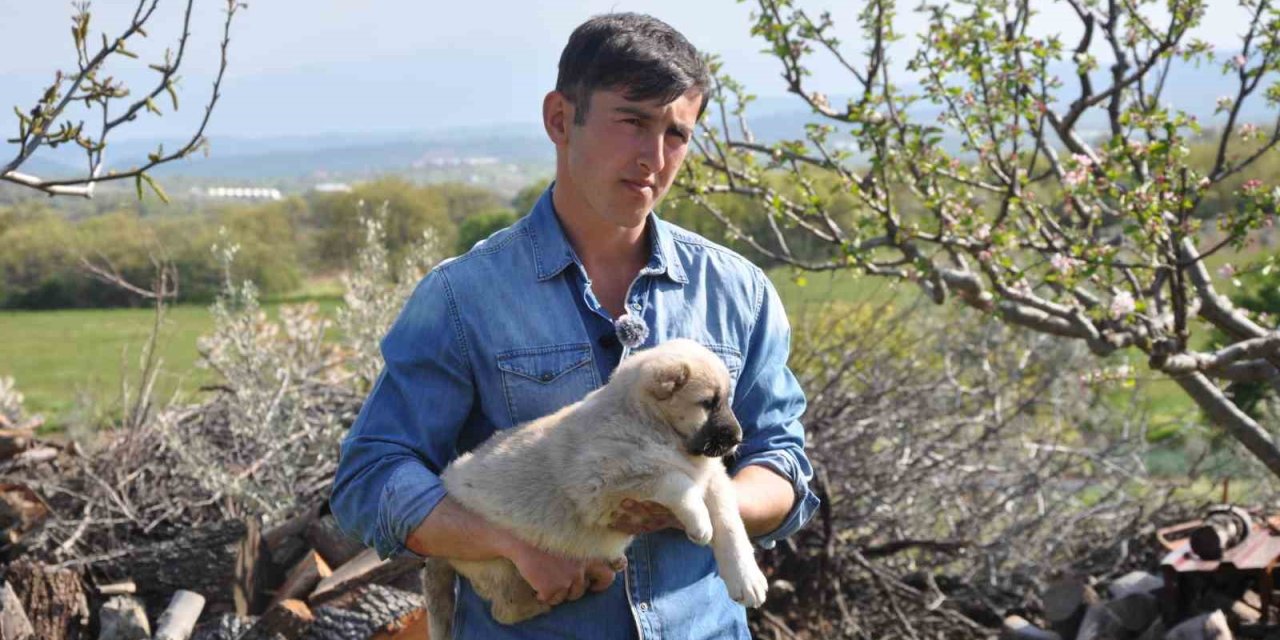 Manisalı sağlıkçı genç kangal yetiştiricisi oldu