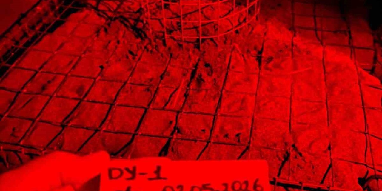 İztuzu’nda yılın ilk caretta yuvası koruma altına alındı