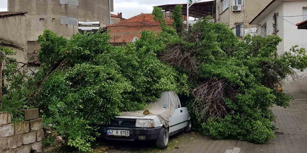 Asırlık ağaç park halindeki aracın üzerine devrildi
