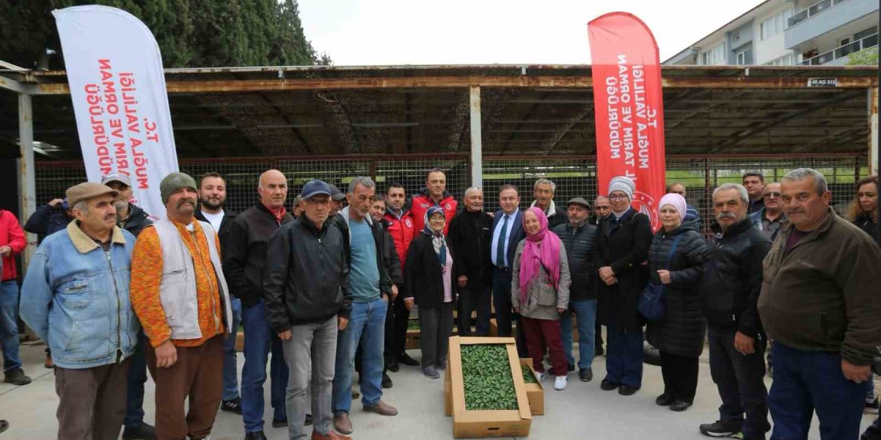 500 bin ata tohumundan üretilen fideler toprakla buluşuyor