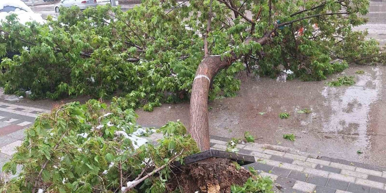Karın ağırlığına dayanamayan ağaçlar devrildi