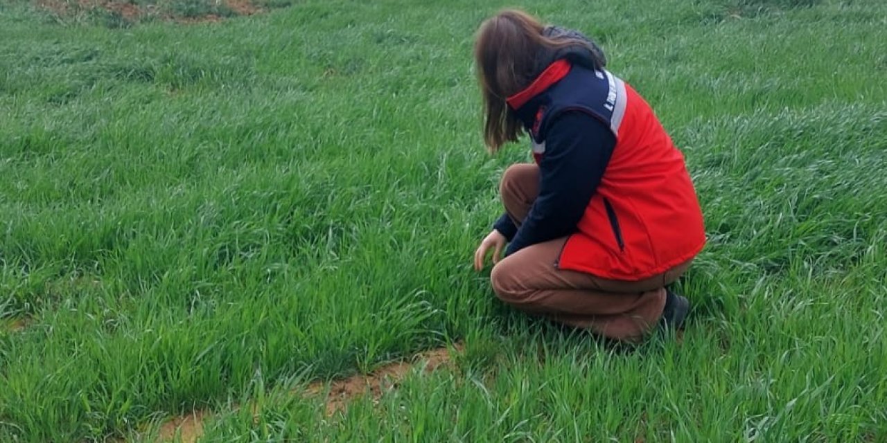 Uşak İl Tarım ve Orman Müdürlüğü ekiplerince sarı pas hastalığına karşı üreticileri bilgilendirdi