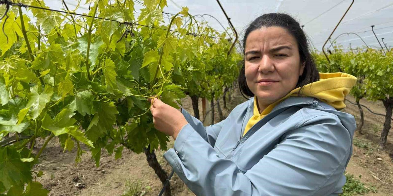 Laboratuvar sonuçları "pestisit yok" dedi, başarı tescillendi